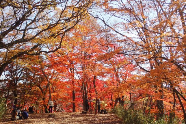 月居山の紅葉