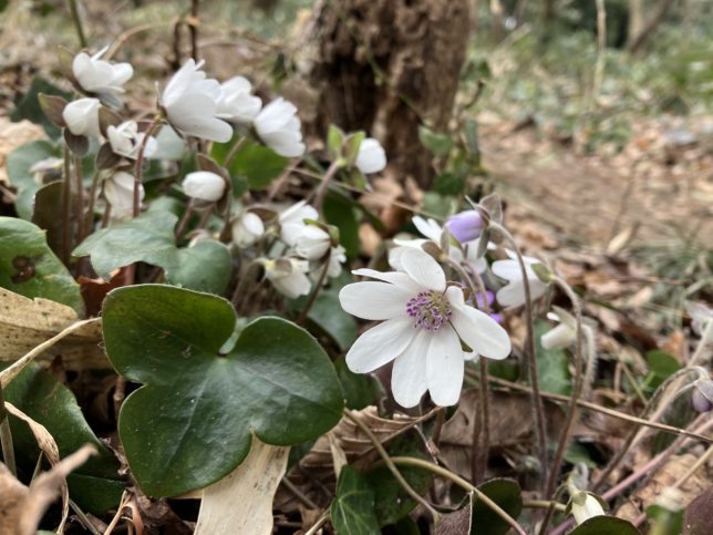 古墳コースのミスミソウ