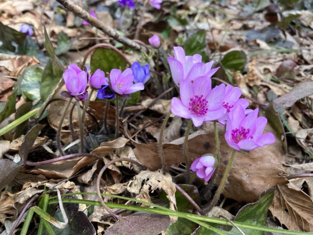 カラフルなミスミソウ