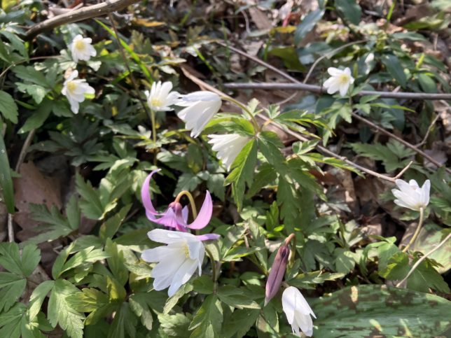 キクザイチゲとカタクリが一緒に生えてまるで花壇