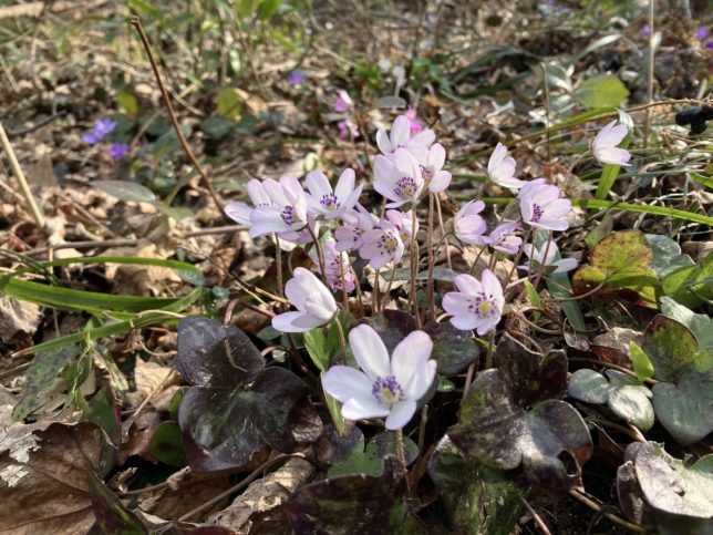 桜尾根にはかわいいピンクのミスミソウがたくさん