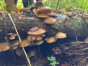 大量発生のムキタケを発見。