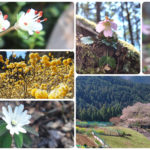 <span class="title">春のお花見ソロ3題　2026/春</span>